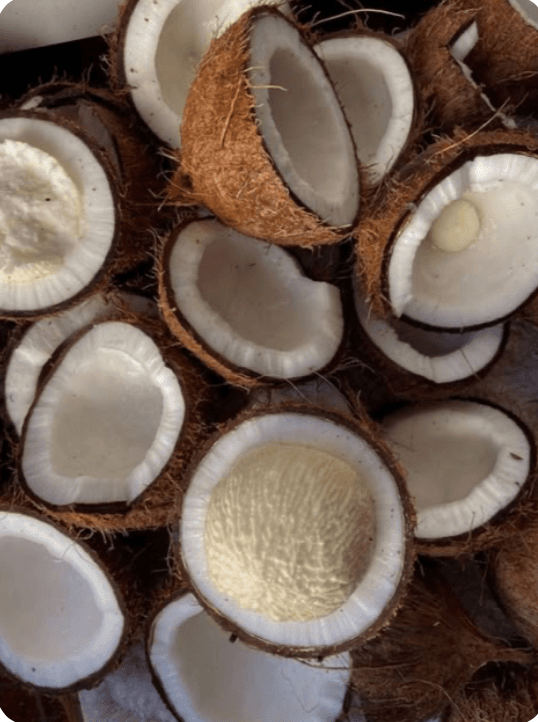 Tembleque served in a coconut shell with coquito