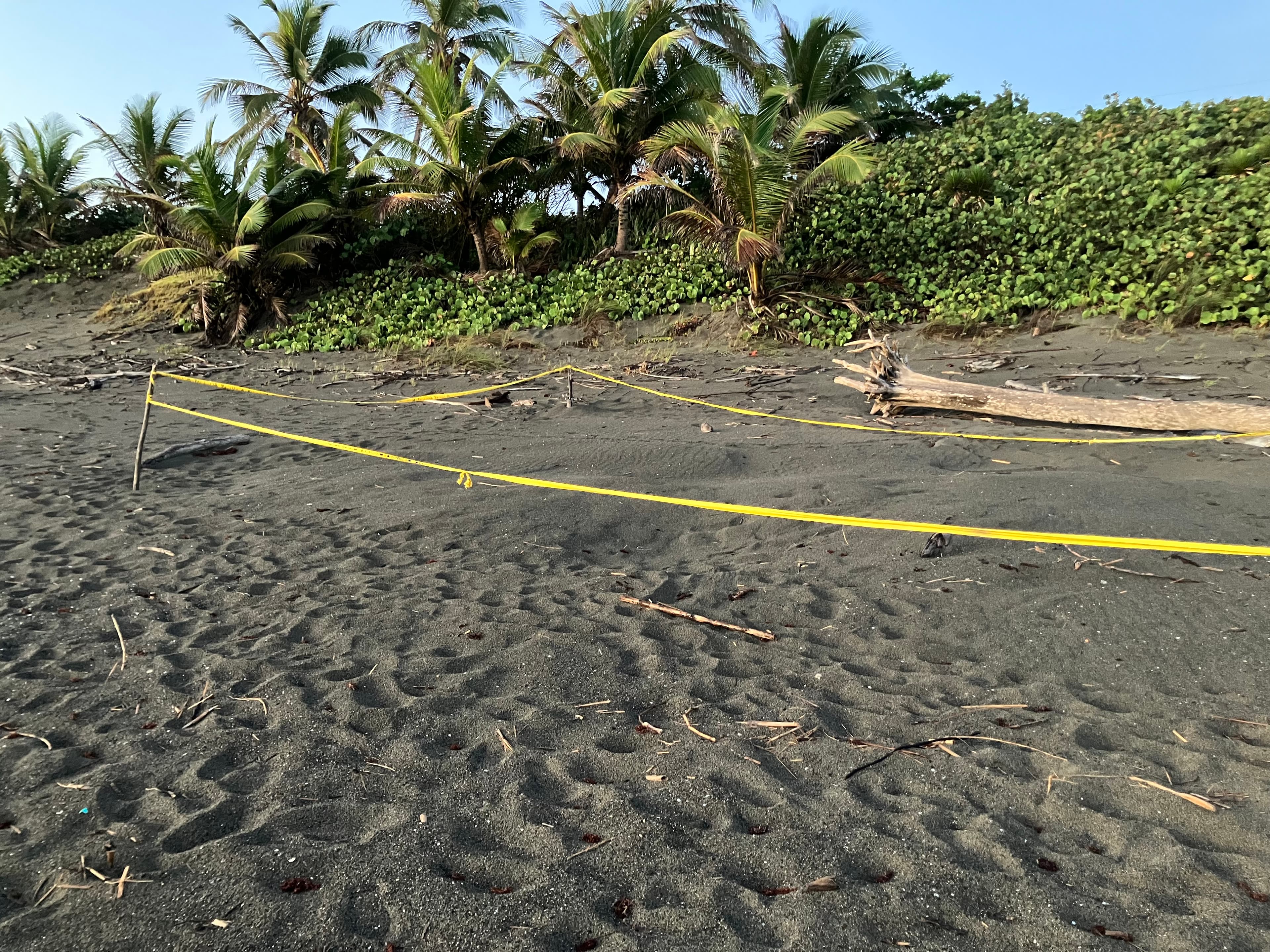 Sea turtle nest protected by yellow tape on the beach