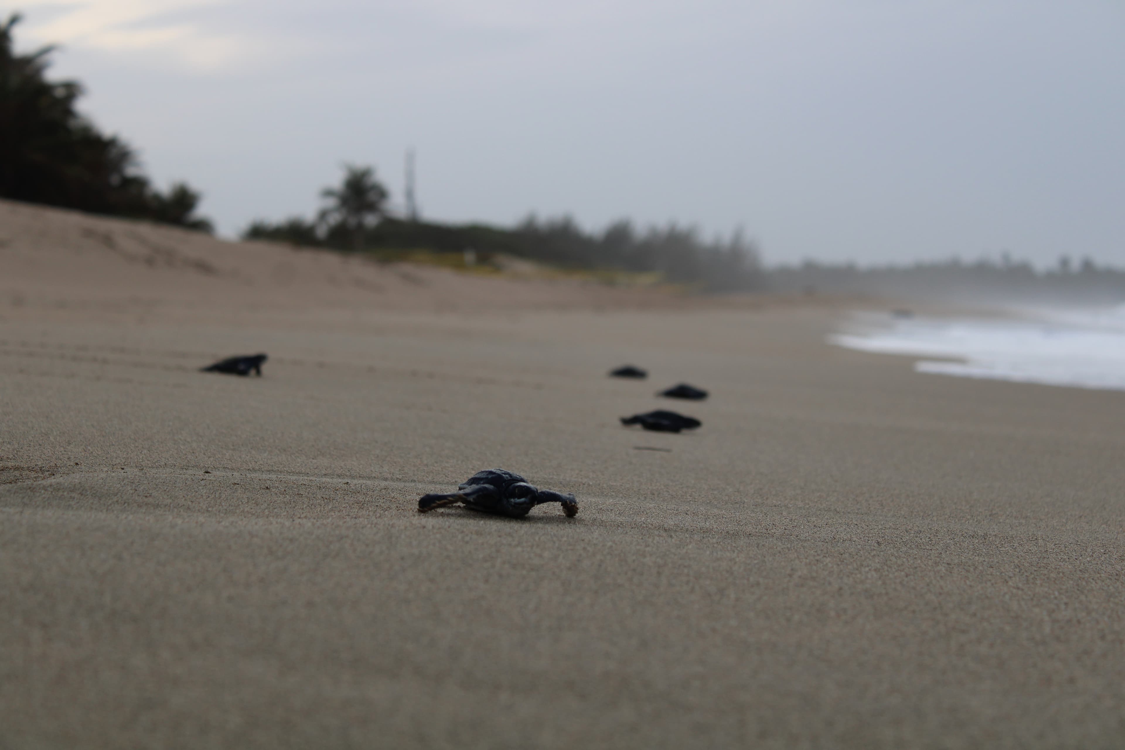 Sea turtle hatchlings emerging on the beach near Arenas Negra